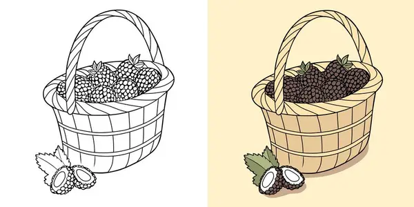 A detailed vector illustration of a basket filled with fresh blackberries. Available in black-and-white and colored versions, perfect for design projects, coloring books, and digital art.