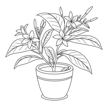 Narin çiçek ve yaprakların yer aldığı yasemin bitkisinin siyah-beyaz çizgili bir çizgisi. Boyama kitapları, botanik tasarımlar, çiçek desenleri ve doğa temalı sanat eserleri için ideal..