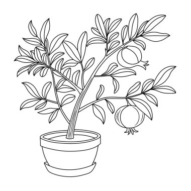 Detaylı yapraklar ve meyvelerin yer aldığı bir saksının içindeki nar bitkisinin siyah beyaz çizgisi. Boyama sayfaları, botanik tasarımlar ve eğitim malzemeleri için ideal.