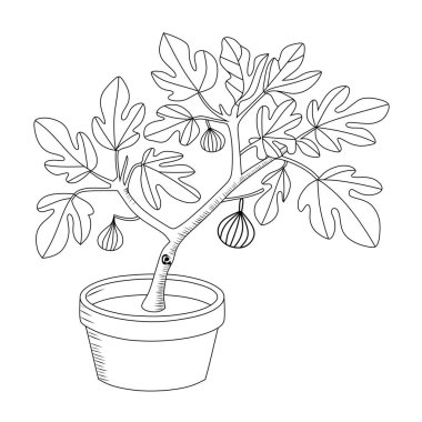 Meyveli incir ağacının siyah-beyaz sanat çizgisi çizimi. Botanik tasarımlar, boyama sayfaları ve doğa temalı projeler için uygun. Bitki severler ve sanatsal eserler için ideal..