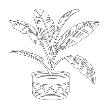 Dekoratif bir kaptaki süslü muz bitkisinin ayrıntılı siyah beyaz çizgisi çizimi. Botanik tasarımlar, boyama sayfaları ve doğa temalı projeler için mükemmel..