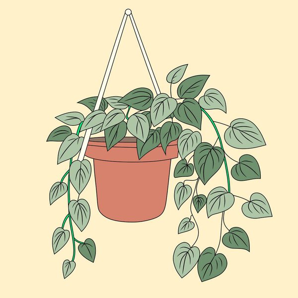 A detailed illustration of a Dischidia plant in a hanging pot, with cascading green leaves. Ideal for botanical themes, home decor, and gardening designs.