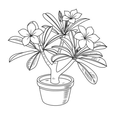 Çöl Gülü olarak da bilinen Adenyum çiçeğinin detaylı bir çizgisi çizimi. Bu minimalist siyah beyaz sanat eserleri botanik temalı tasarımlar, ev dekorasyonu ve mikro platformlar için mükemmeldir..