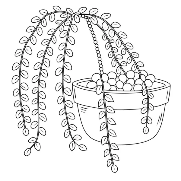 İnci Dizisi bitkisinin asma kabındaki detaylı çizgisi çizimi. Botanik tasarımlar, ev dekorasyonu ve doğa temalı sanat eserleri için mükemmel. Mikrostok platformlar için ideal.