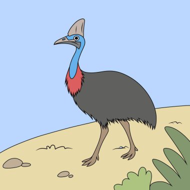Canlı mavi ve kırmızı boyunlu, doğal bir yaşam alanında duran Cassowary kuşunun vektör çizimi. Vahşi yaşam, eğitim ya da tropikal temalı tasarım kullanımı için mükemmel.