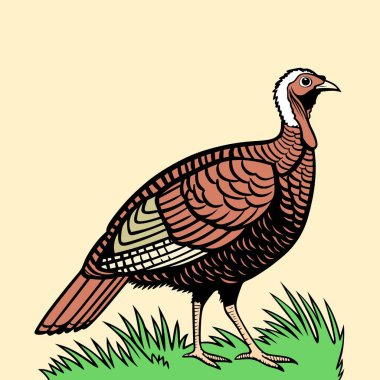 Çimlerin üzerinde duran renkli hindi kuşunun vektör çizimi. Eğitimsel kullanım, Şükran Günü temaları ve doğayla ilgili grafik projeleri için mükemmel.