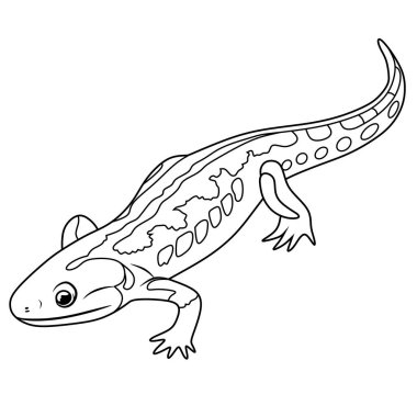 Bir semenderin siyah beyaz çizgisi çizimi. Boyama sayfaları, eğitim materyalleri, dövme referansları ve amfibi temalı tasarım projeleri için mükemmel.