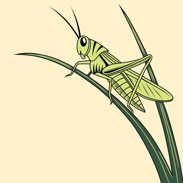 An illustration of a green grasshopper sitting on a fresh leaf. Perfect for educational designs, children's books, posters, and insect illustration collections.