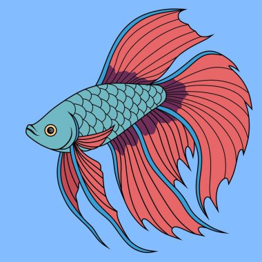 Uzun Yüzgeçli Renkli Betta Balık Resimleri