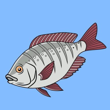 Mavi Suda Yüzen Renkli Tilapia Balığı
