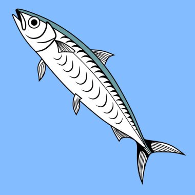 Ançüez, Peru ançuvetası. Küçük boyutlarda sanat eserleri için vektör illüstrasyonu. Grafik ve ambalaj tasarımı için uygun