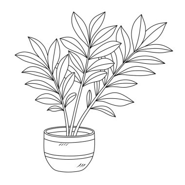 Beyaz bir arka planda izole edilmiş bir saksıdaki renkli bitki çizimleri. Zamioculcas Bitkisi