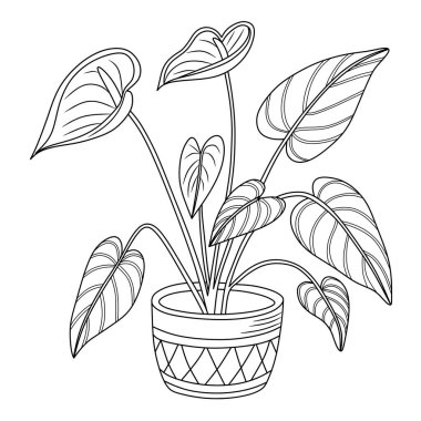 Beyaz arkaplanda Anthurium çiçekleri çizimi.