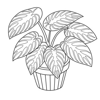 Siyah beyaz çizgili bir Anubias bitkisi. Boyama sayfaları, botanik eğitimi ya da minimalist bitki çizimleri için mükemmel..