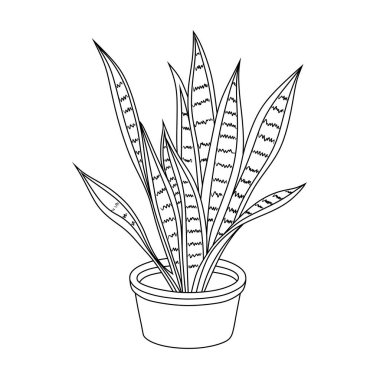 Sansevieria 'nın koyu renkli yapraklı çömlek yılan bitkisinin siyah beyaz grafiği.