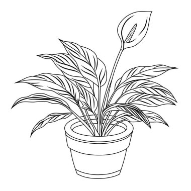 Saklı Barış Çiçeği Bitkisi Silüeti Çizimi. Botanik Dekor ve Salon Bitkisi Bakımı Konsepti. İzole Vektör İllüstrasyonu