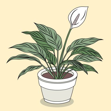 Barış Lily İllüstrasyonu. Spatthiphyllum wallisii. Hava Arındırıcı Bitki Çizimi