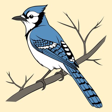 Mavi Jay Kuş İllüstrasyonu Vahşi Yaşam Doğası Kuş Hayvanı