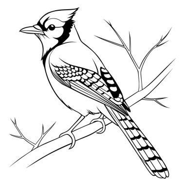 Zarif Mavi Jay Silueti - Mavi bir Jay 'in Zarif Silueti Çıplak bir dalın üzerine tünedi