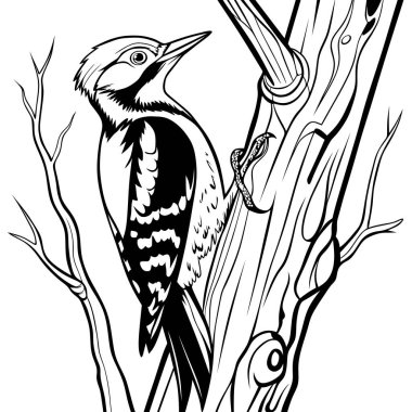 Ağaç gövdesine tünemiş bir ağaçkakan çizgisi sanatı. Boyama sayfaları, eğitim kullanımı, dövme tasarımı, vahşi yaşam çizimleri ve doğa temalı sanat eserleri için ideal