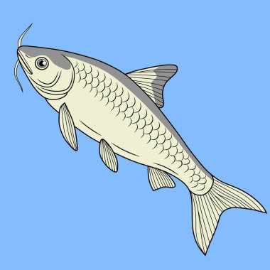 Mavi arka planda ayrıntılı yüzgeçleri ve pulları olan bir Swai balığının vektör görüntüsü. Temiz ve basit su tasarımı.