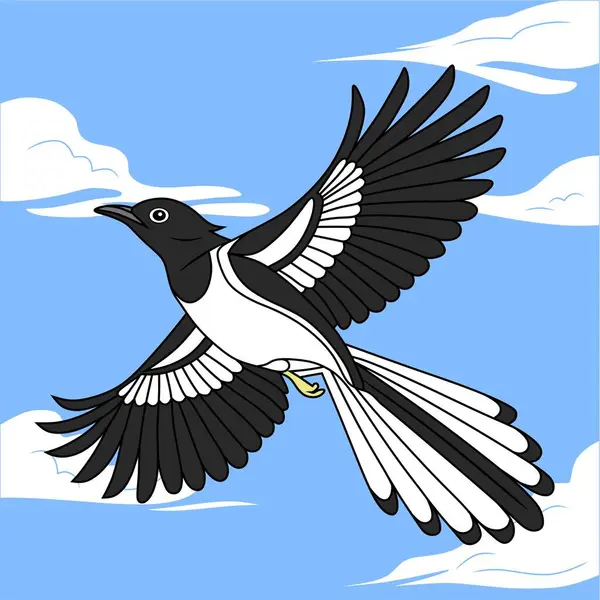 Çarpıcı bir siyah-beyaz doğulu Magpie-Robin (Kacer) zarif bir şekilde mavi gökyüzünde süzülür ve kanatlarını uçuşun ortasında genişçe açar..