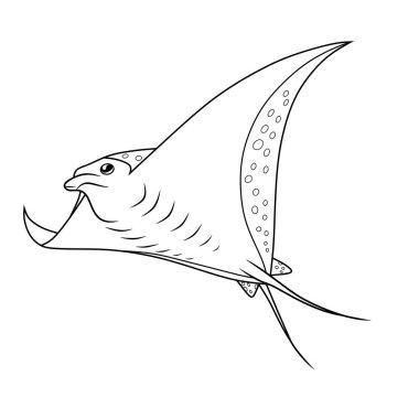 Manta vatozunun zarif siyah beyaz çizgisi, kıvrımlı kanatları ve benekli desenleri var. Boyama sayfaları, deniz eğitimi veya okyanus temalı grafik tasarımlar için ideal.