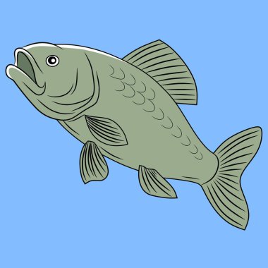 Zeytin yeşili gövdeli ve yüzgeçli bir onluk balığın ayrıntılı çizimi. Eğitimsel malzemeler, balıkçılık rehberleri ya da su temalı tasarımlar için harika..