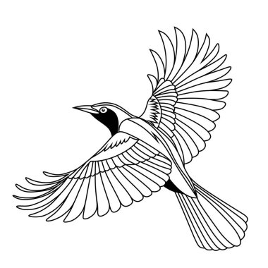 Minimalist çizgi sanatı, kanatlarını tamamen açmış uçan bir Mynah kuşudur. Temiz siyah ve beyaz stili, renklendirme veya eğitim malzemeleri için mükemmel..