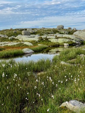 Norveç 'teki Kjerag patikasındaki dağ göleti, pamuk çimenli manzara