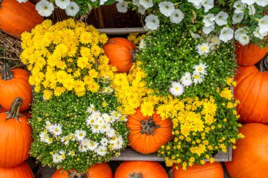 Çiçeklerle süslenmiş anneler ve balkabakları