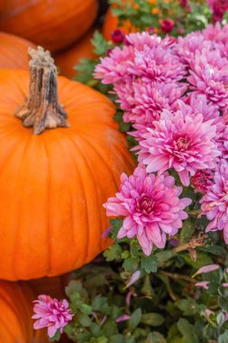 Bir balkabağı ve pembe kasımpatı rengarenk bir sonbahar gösterisi yaratır..