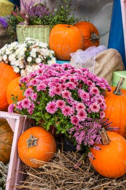 Sonbahar, balkabakları ve çiçeklerle dolu bir hayattır..