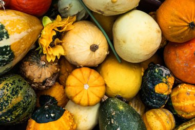 Sonbahar sukabakları ve ayçiçeği