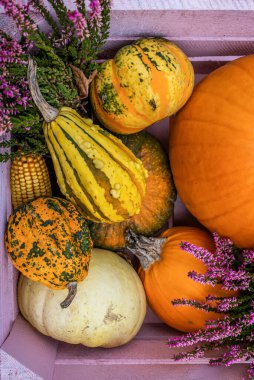 Kabak, kabak, mısır ve fundalıkla kırsal ahşap bir kutuda sonbahar hasat gösterisi.