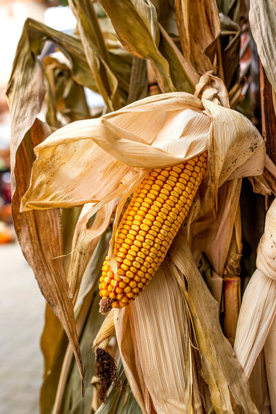 Close-up of corn on the cob surrounded by husk during autumn.