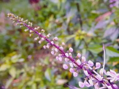 cat's whiskers flower or scientific name Orthosiphon aristatus (sometimes also called Orthosiphon stamineus).  clipart