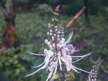 cat's whiskers flower or scientific name Orthosiphon aristatus (sometimes also called Orthosiphon stamineus).  clipart