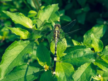 a dragonfly perched among the leaves  clipart