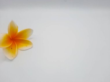 Beyaz arka planda beyaz ve sarı frangipani çiçekleri 