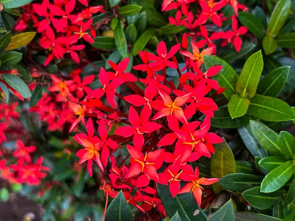 Parlak kırmızı çiçekli Ixora Coccinea (Soka) bitkisi ve yemyeşil yapraklar, yakından görülüyor