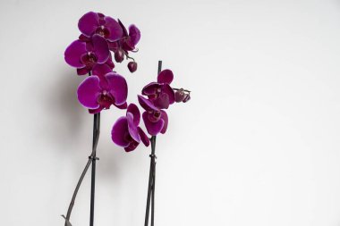 mor orkide beyaz bir arkaplanda kapanıyor