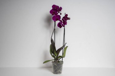 Beyaz arkaplanda izole edilmiş mor orkide