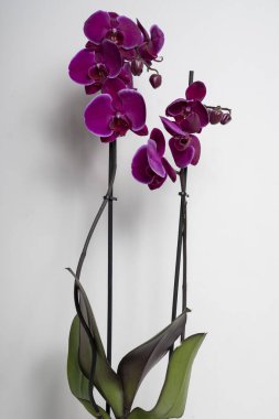 Beyaz arkaplanda izole edilmiş mor orkide