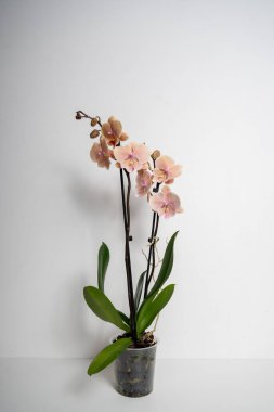 Beyaz arka planda doğal şeftali rengi kelebek çiçeği.