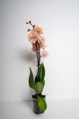 Beyaz arka planda doğal şeftali rengi kelebek çiçeği.