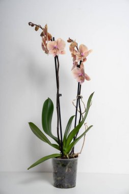 Beyaz arka planda doğal şeftali rengi kelebek çiçeği.