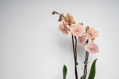 Beyaz arka planda doğal şeftali rengi kelebek çiçeği.