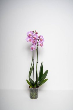 Pembe Kelebek Orkide çiçeği beyaz arkaplanda izole edilmiş.