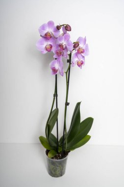 Pembe Kelebek Orkide çiçeği beyaz arkaplanda izole edilmiş.